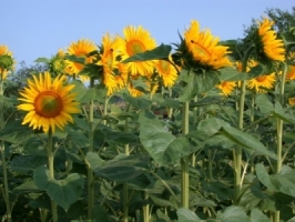 Foto Sonnenblumen